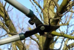 Pruning Fruit Trees