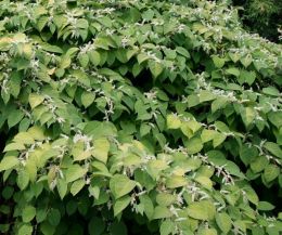 Japanese Knotweed Control Service Carlow Kilkenny